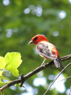 24_colorful_august_bird.jpg