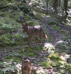 Coyote on Trail Photo: Bonnie Honaberger
