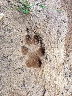 Coyote track Photo: Tom Grett