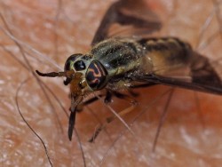 Deer fly Photo: Charlie Schwarz