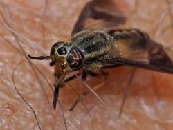 Deer fly Photo: Charlie Schwarz