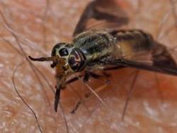 Deer fly Photo: Charlie Schwarz