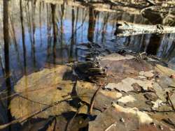 Frogs in amplexus Photo: Autumn Baker