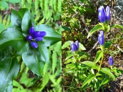Gentians Photo: Sheri Larsen