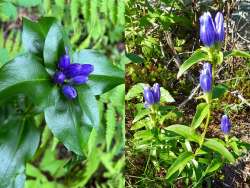 Gentians Photo: Sheri Larsen