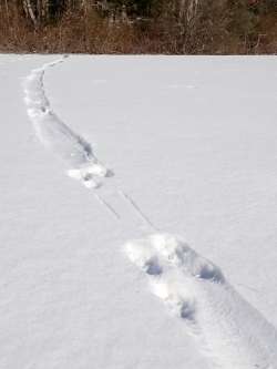 Otter tracks Photo: Mark Georgian