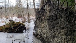Hemlock Tree Roots Photo: Susan E. March