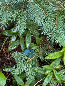 Thrush eggs Photo: Dawn Brooks