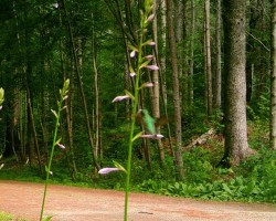 Hosta Hummingbird Photo: Judy Macomber