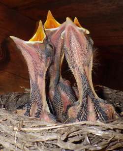 robin chicks 2 Photo: Frank Kaczmarek