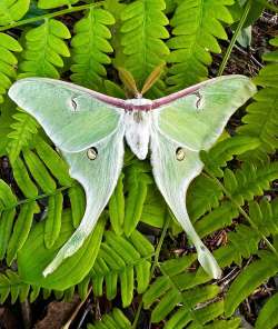 Luna moth Photo: Jackie Robidoux