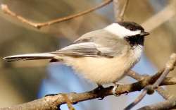 Chickadee Photo: Ross Lanius