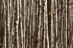 Maple Saplings Photo: Michael Sacca