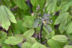 Blue cohosh Photo: Judy Sweet