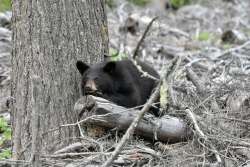 Bear Photo: Karen Lessard Bruder