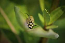 Milkweed Photo: Erika Senglaub