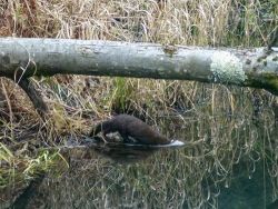 24_mink_slipping_into_water_sm_web.jpg
