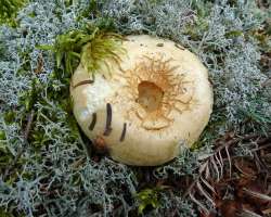 Mushroom Photo: Sheri Larsen