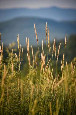 Grass Photo: Conor Dannis