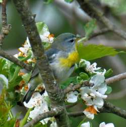 Northern Parula Photo: Ben Metcalf