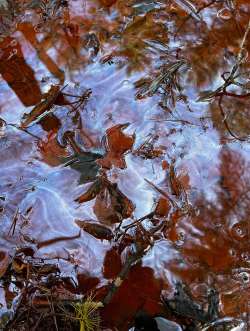 Oxidizing bacteria Photo: Jackie Robidoux