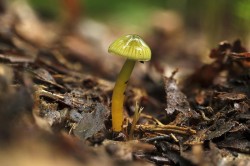 Parrot mushroom Photo: Brandon Sorg