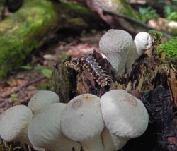 Pathogenic Fungus Photo: Patricia Gould