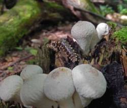 Pathogenic Fungus Photo: Patricia Gould