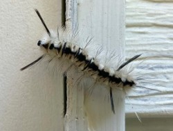 Caterpillar Photo: Richard Philben