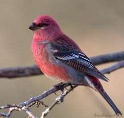 Pine Grosbeak Photo: Jane Ogilvie