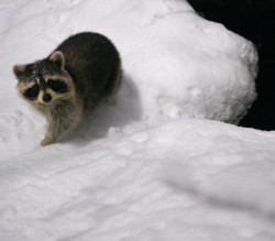 Raccoon Photo: Tig Tillinghast