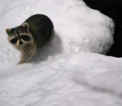 Raccoon Photo: Tig Tillinghast