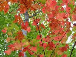 Red Maple Photo: Cindy Morin