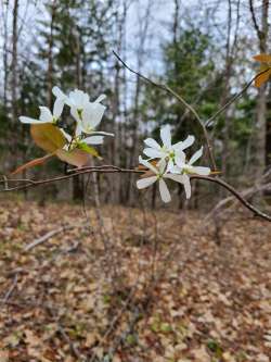 Serviceberry blossoms Photo: Stephen Fox