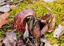 Skunk cabbage Photo: Ross Lanius