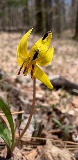 Trout lily Photo: Gib Geiger