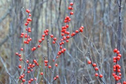 Winterberries Photo: Judy Sweet