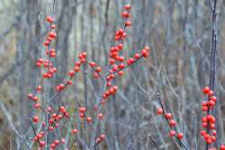 Winterberries Photo: Judy Sweet