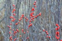 Winterberries Photo: Judy Sweet