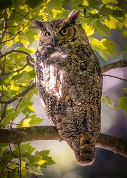 Wise owl Photo: Danielle Durocher