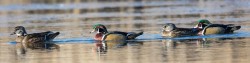 24_wood_duck_group.jpg