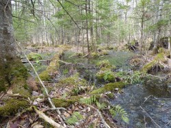 Woodland Vernal Pool Photo: Gordon Gould