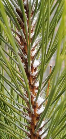 Young pine Photo: Susan Lichty