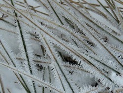 25---frost_on_grass.jpg