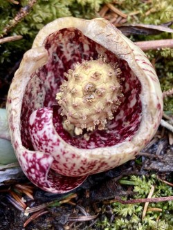 Skunk cabbage Photo: Kirk Gentalen
