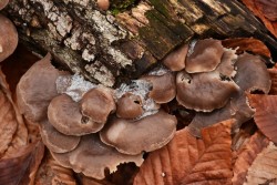 Oyster mushrooms Photo: Ken Hatch