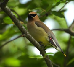 Cedar waxwing Photo: Paul F. Noel