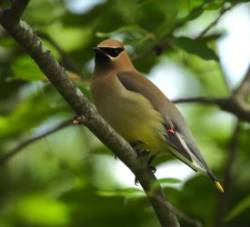 Cedar waxwing Photo: Paul F. Noel
