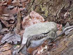 25_Brown_Creeper.jpg