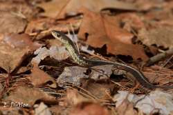 Garter snake Photo: Eric D'Aleo